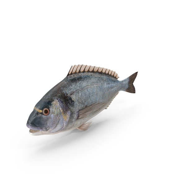 Sea Bream: Sparus Aurata PNG & PSD Images Sea Bream: Sparus Aurata PNG & PSD Images