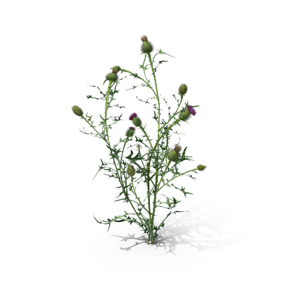 Plants: Spear Thistle (Cirsium Vulgare) PNG & PSD Images Plants: Spear Thistle (Cirsium Vulgare) PNG & PSD Images
