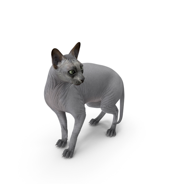 Sphynx Cat Black PNG Images & PSDs for Download | PixelSquid - S11745630F