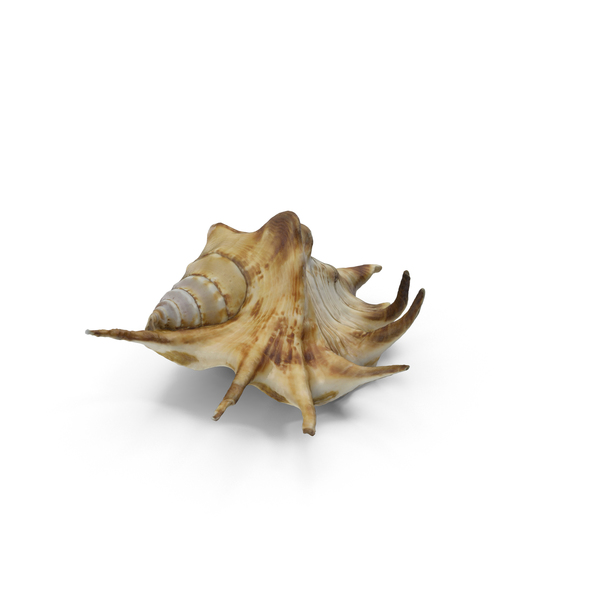 Spider Conch Shell PNG & PSD Images Spider Conch Shell PNG & PSD Images