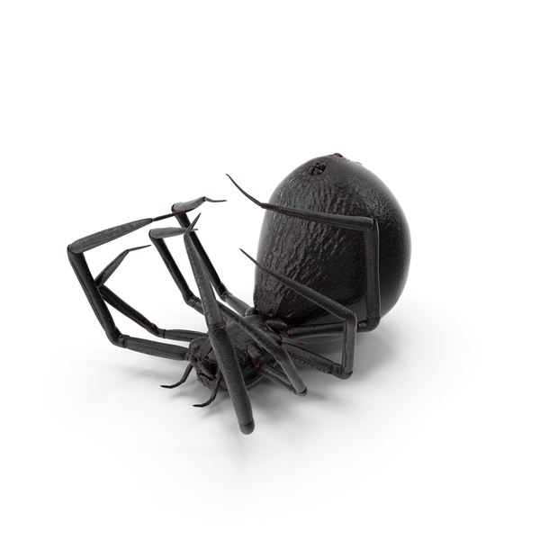 Spider Dead PNG & PSD Images