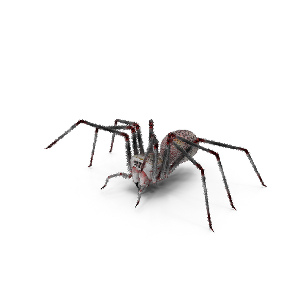Spider PNG & PSD Images Spider PNG & PSD Images