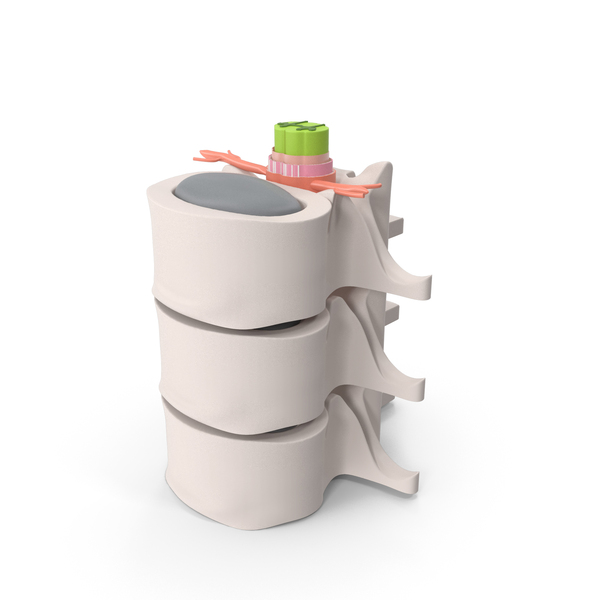 Spine: Spinal Anatomy PNG & PSD Images Spine: Spinal Anatomy PNG & PSD Images