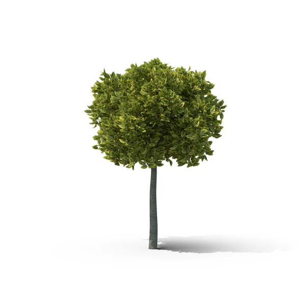 Deciduous: Spindle Tree PNG & PSD Images Deciduous: Spindle Tree PNG & PSD Images