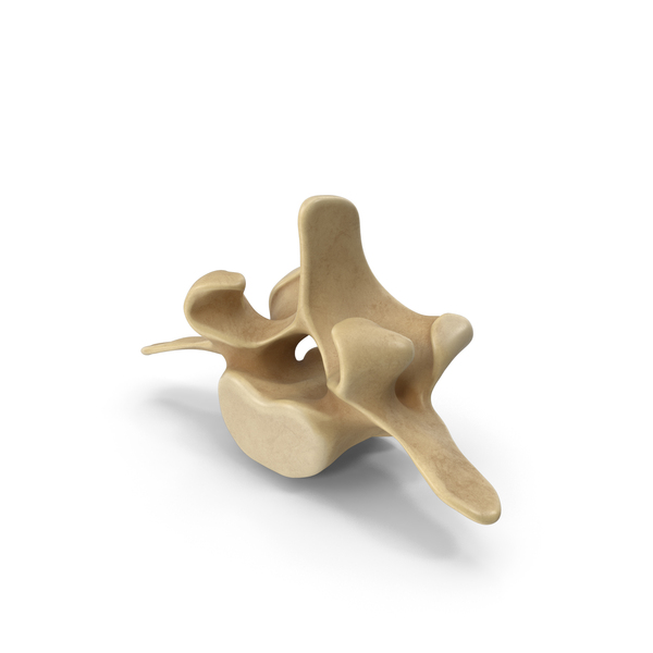 Spine Bone PNG & PSD Images Spine Bone PNG & PSD Images