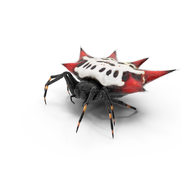 Spiny Orb Weaver Spider PNG & PSD Images