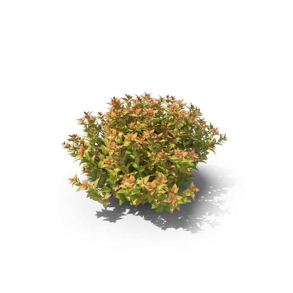 Spiraea Japonica Japanese Spiraea PNG & PSD Images Spiraea Japonica Japanese Spiraea PNG & PSD Images