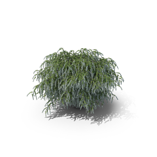 Spiraea: Spirea (Spiraea) PNG & PSD Images Spiraea: Spirea (Spiraea) PNG & PSD Images