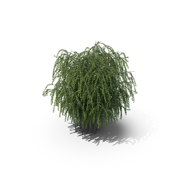 Spiraea: Spirea (Spiraea) Trimmed PNG & PSD Images Spiraea: Spirea (Spiraea) Trimmed PNG & PSD Images