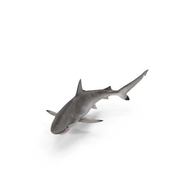 Spot-tail Shark PNG & PSD Images Spot-tail Shark PNG & PSD Images