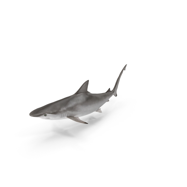 Spottail Shark PNG & PSD Images Spottail Shark PNG & PSD Images