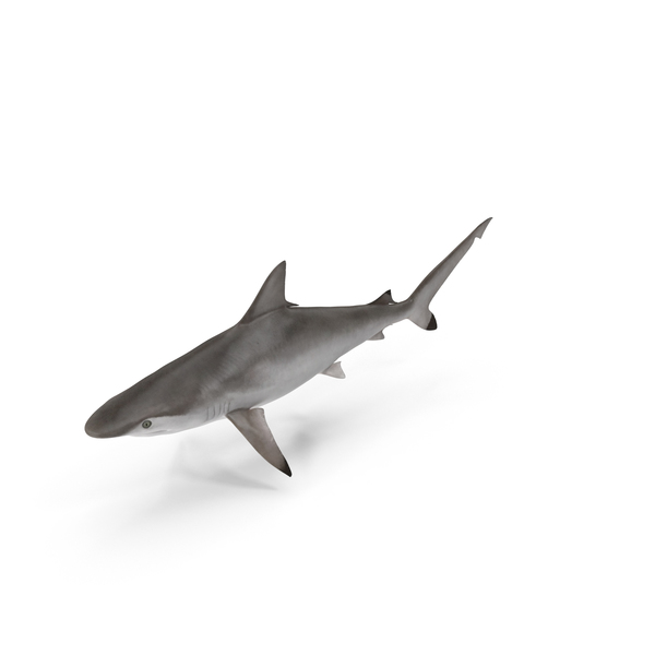 Spottail Shark PNG & PSD Images Spottail Shark PNG & PSD Images