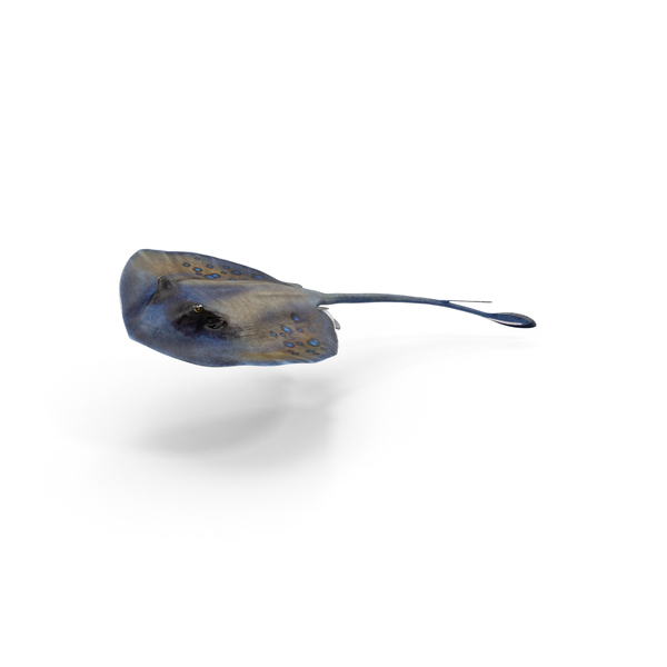 Manta Ray: Spotted Stingray PNG & PSD Images Manta Ray: Spotted Stingray PNG & PSD Images