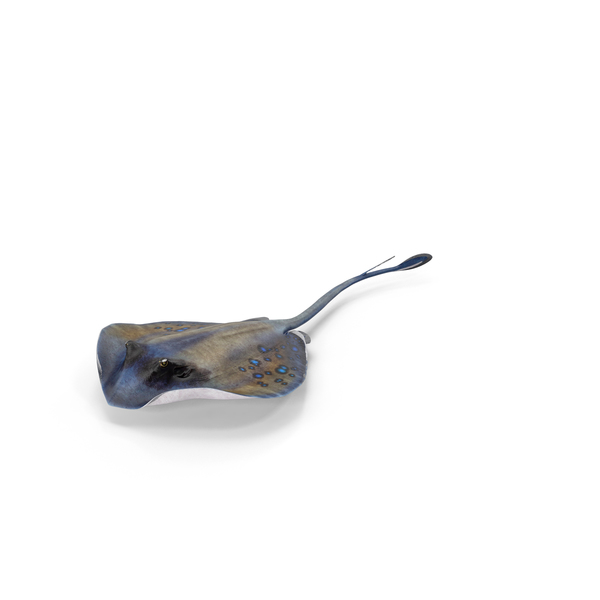 Manta Ray: Spotted Stingray PNG & PSD Images Manta Ray: Spotted Stingray PNG & PSD Images