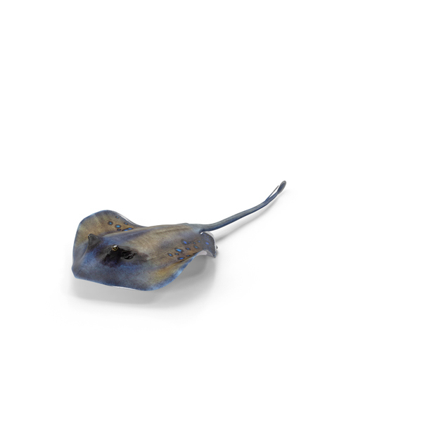Manta Ray: Spotted Stingray PNG & PSD Images Manta Ray: Spotted Stingray PNG & PSD Images