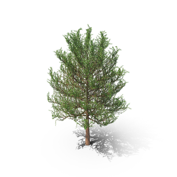 Spring Tree PNG & PSD Images Spring Tree PNG & PSD Images