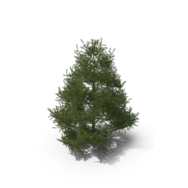 Spruce 2m PNG & PSD Images Spruce 2m PNG & PSD Images