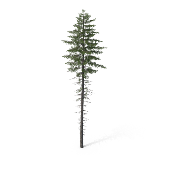 Spruce Tree 20m PNG & PSD Images Spruce Tree 20m PNG & PSD Images