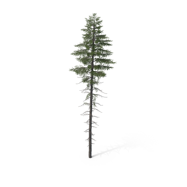 Spruce Tree 20m PNG & PSD Images