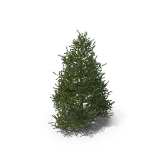Spruce Tree 2m PNG & PSD Images Spruce Tree 2m PNG & PSD Images