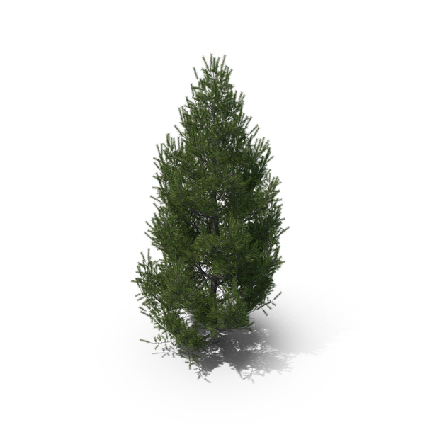 Spruce Tree 4m PNG & PSD Images
