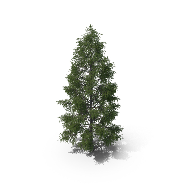 Spruce Tree 7m PNG & PSD Images
