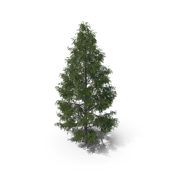 Spruce Tree 7m PNG & PSD Images Spruce Tree 7m PNG & PSD Images
