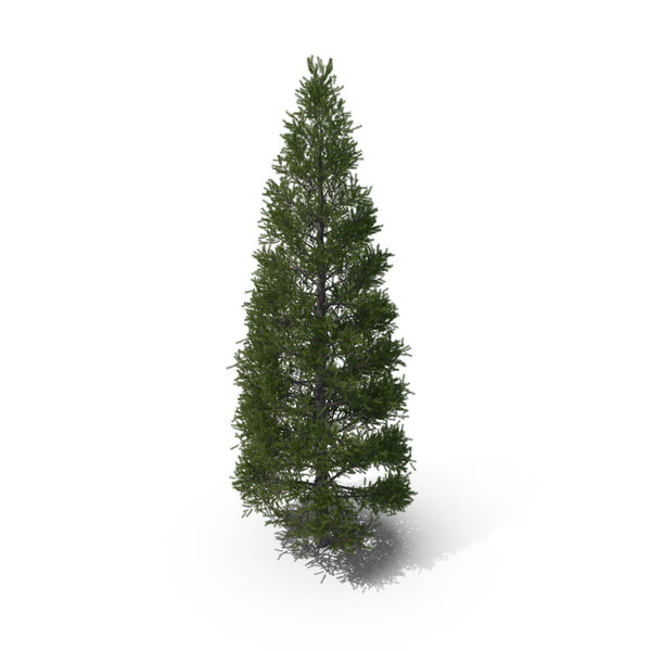 Spruce Tree 7m PNG & PSD Images