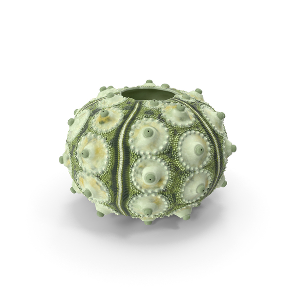 Sputnik Sea Urchin Seashell Green PNG & PSD Images