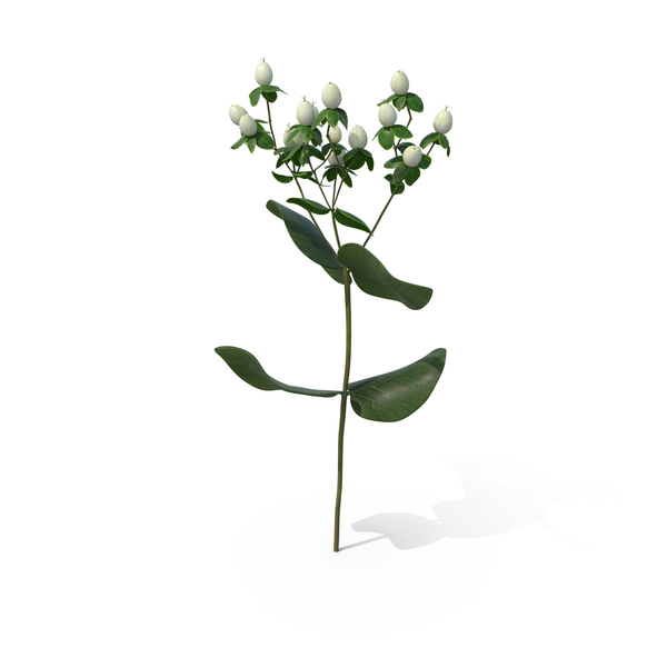 Flowering Plants: St. John's Wort PNG & PSD Images Flowering Plants: St. John's Wort PNG & PSD Images