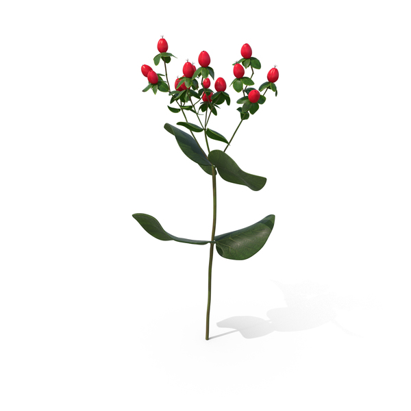 Flowering Plants: St. John's Wort PNG & PSD Images Flowering Plants: St. John's Wort PNG & PSD Images