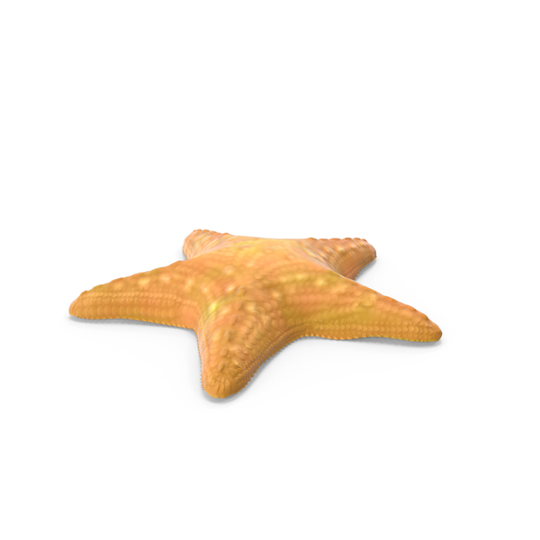 Starfish PNG Images & PSDs for Download | PixelSquid - S111528320