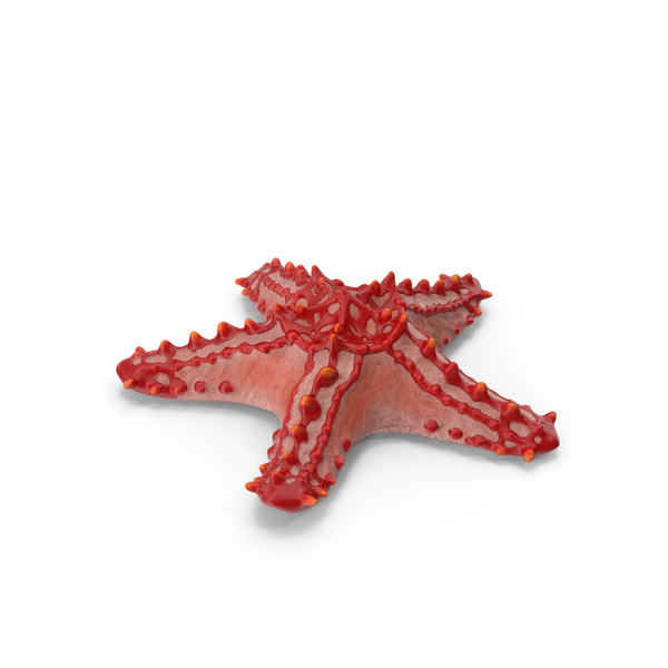 Sea Star: Starfish PNG & PSD Images Sea Star: Starfish PNG & PSD Images