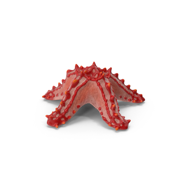 Sea Star: Starfish PNG & PSD Images Sea Star: Starfish PNG & PSD Images