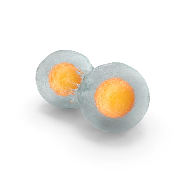 Nucleus: stem Cell PNG & PSD Images Nucleus: stem Cell PNG & PSD Images