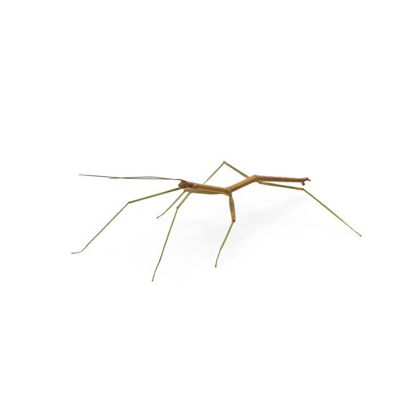 Stick Insect PNG & PSD Images
