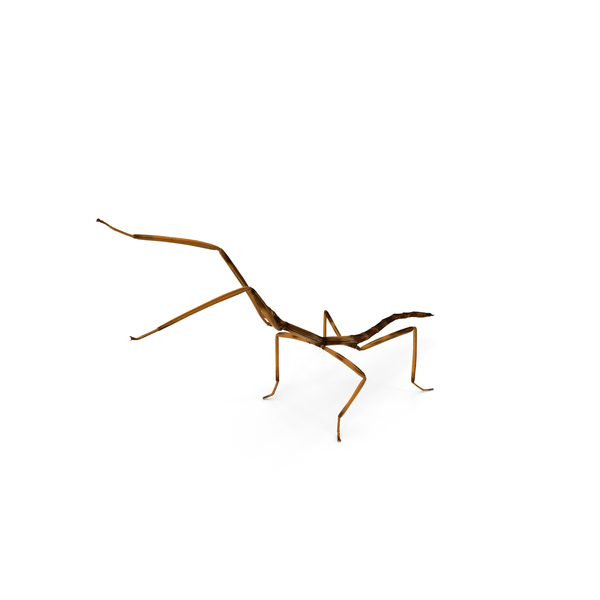 Stick Insect Brown Attack Pose PNG & PSD Images Stick Insect Brown Attack Pose PNG & PSD Images