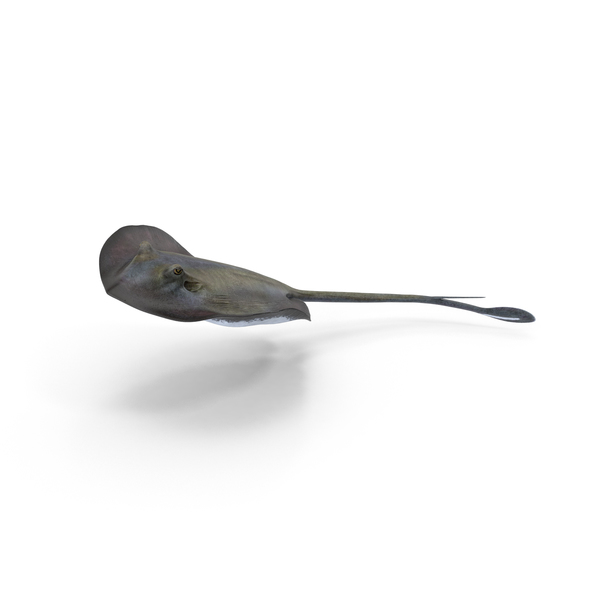 Manta Ray: Stingray PNG & PSD Images Manta Ray: Stingray PNG & PSD Images
