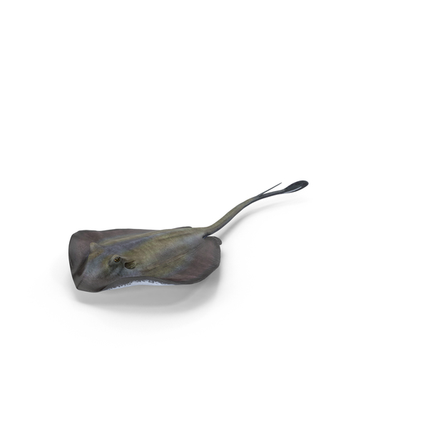 Manta Ray: Stingray PNG & PSD Images Manta Ray: Stingray PNG & PSD Images