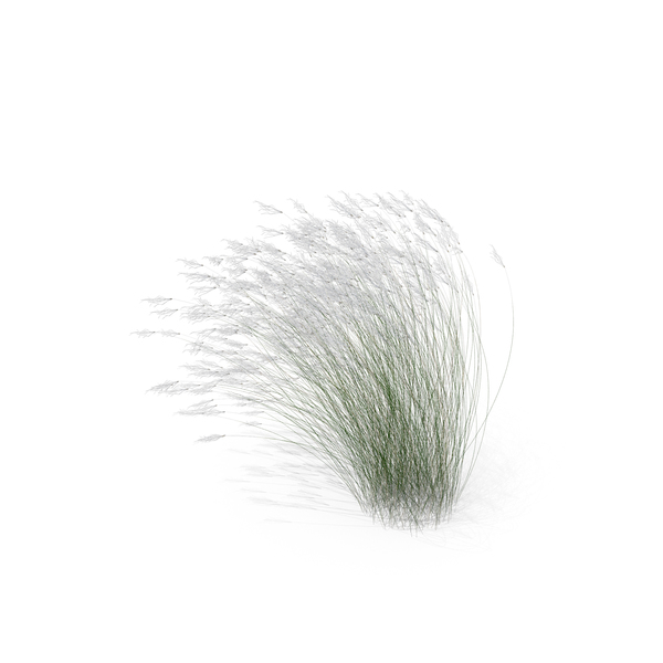 Grasses: Stipa Grass PNG & PSD Images Grasses: Stipa Grass PNG & PSD Images
