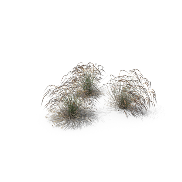 Grasses: Stipa Grass PNG & PSD Images Grasses: Stipa Grass PNG & PSD Images