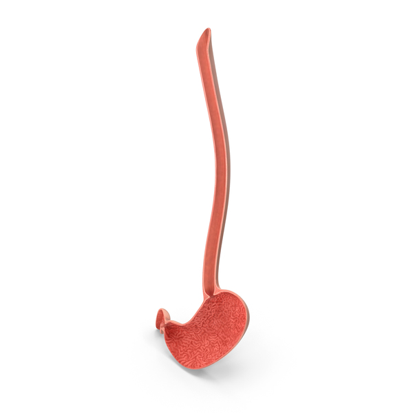 Stomach PNG & PSD Images Stomach PNG & PSD Images