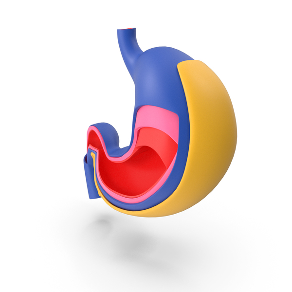 Stomach Anatomy Toon Colors PNG & PSD Images