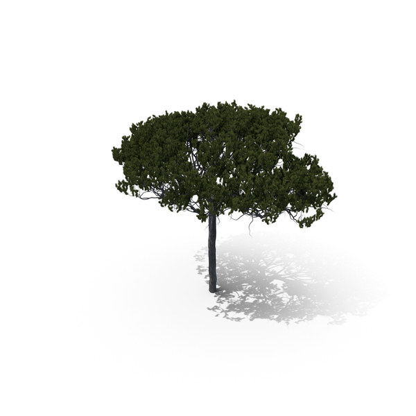 Tree: Stone Pine PNG & PSD Images Tree: Stone Pine PNG & PSD Images
