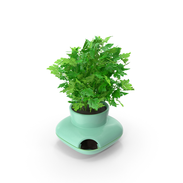 Flower: Stoneware Single Herb Pot Green With Parsley PNG & PSD Images Flower: Stoneware Single Herb Pot Green With Parsley PNG & PSD Images
