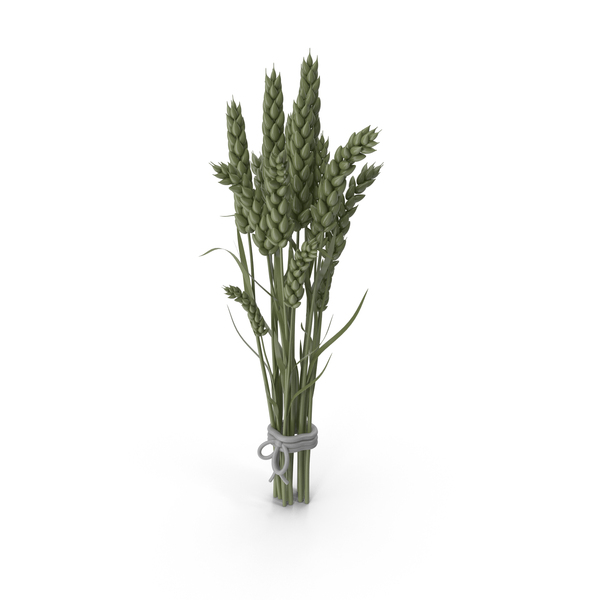 Stylized Green Wheat PNG & PSD Images Stylized Green Wheat PNG & PSD Images
