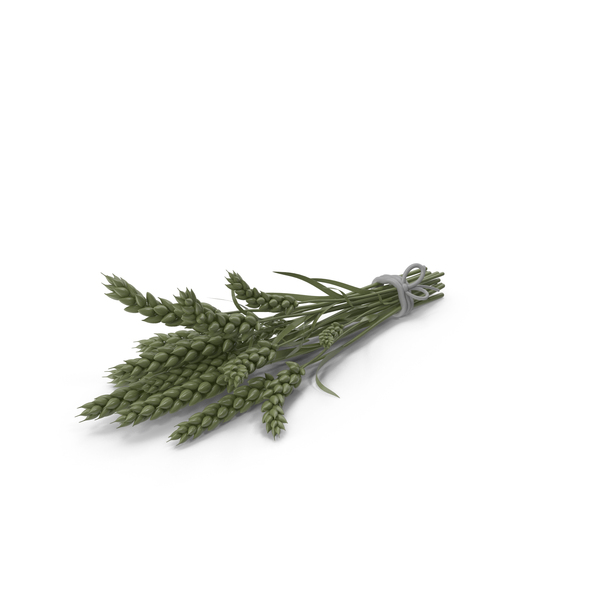 Stylized Green Wheat PNG & PSD Images