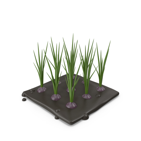 Stylized Onion Plant PNG & PSD Images Stylized Onion Plant PNG & PSD Images