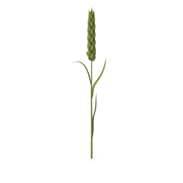 Stylized Wheat PNG & PSD Images Stylized Wheat PNG & PSD Images
