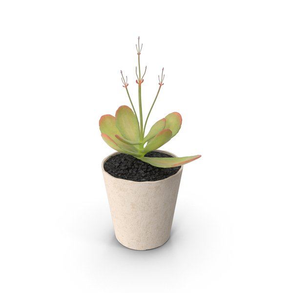 Succulent PNG & PSD Images